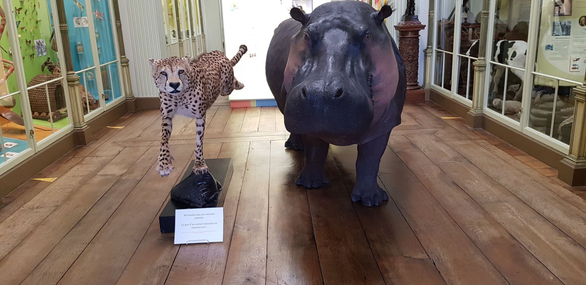Hippo and cheetah taxidermy