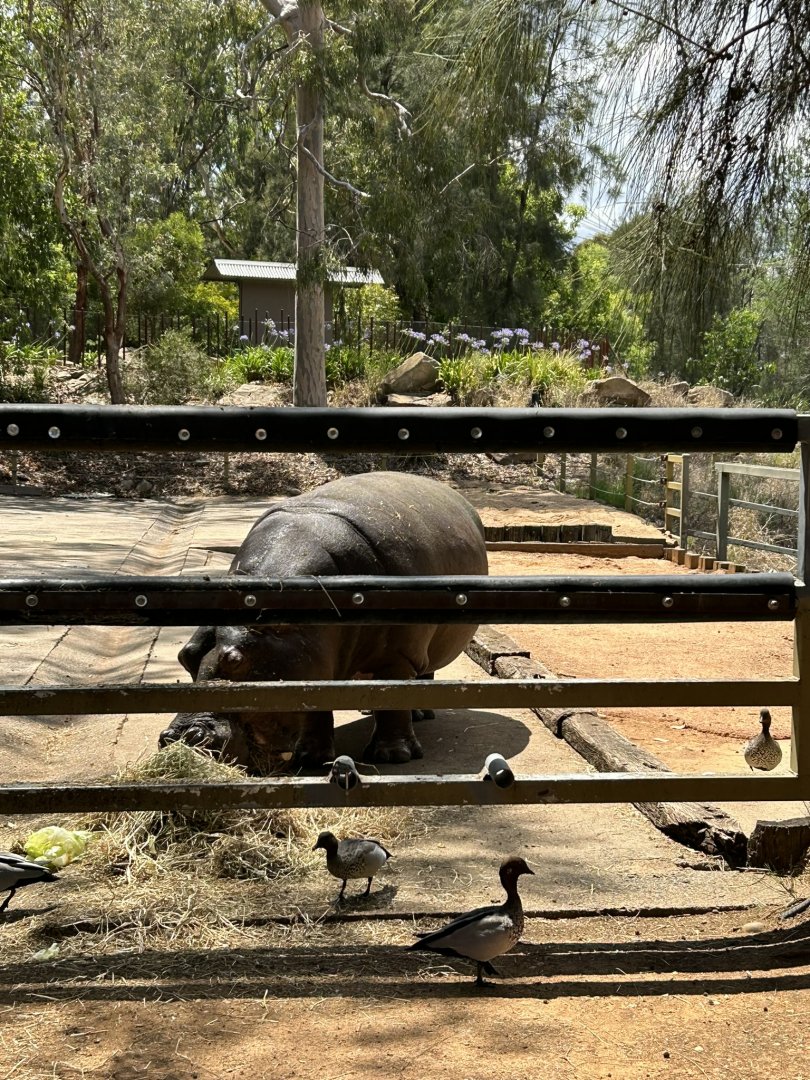 Hippo and native waterbirds