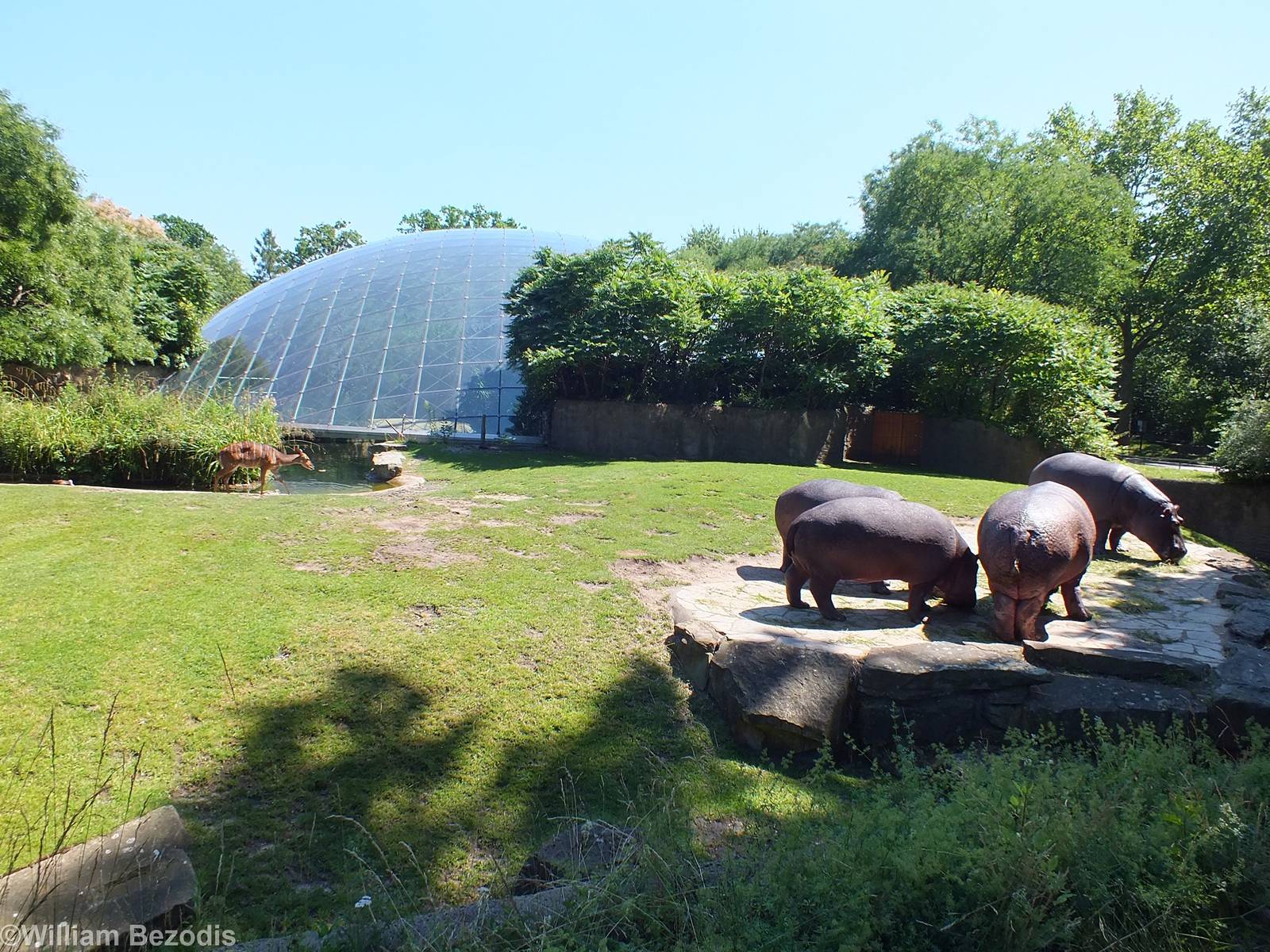 Hippo and Nyala Enclosure