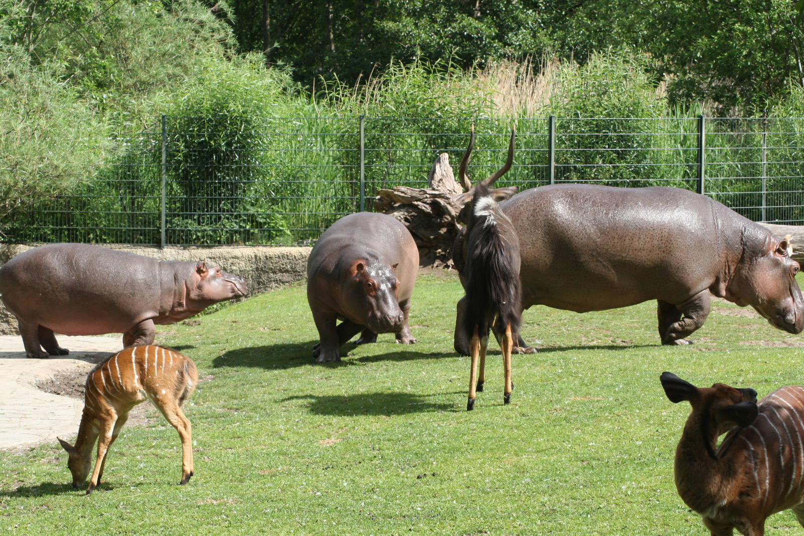 Hippo and nyala