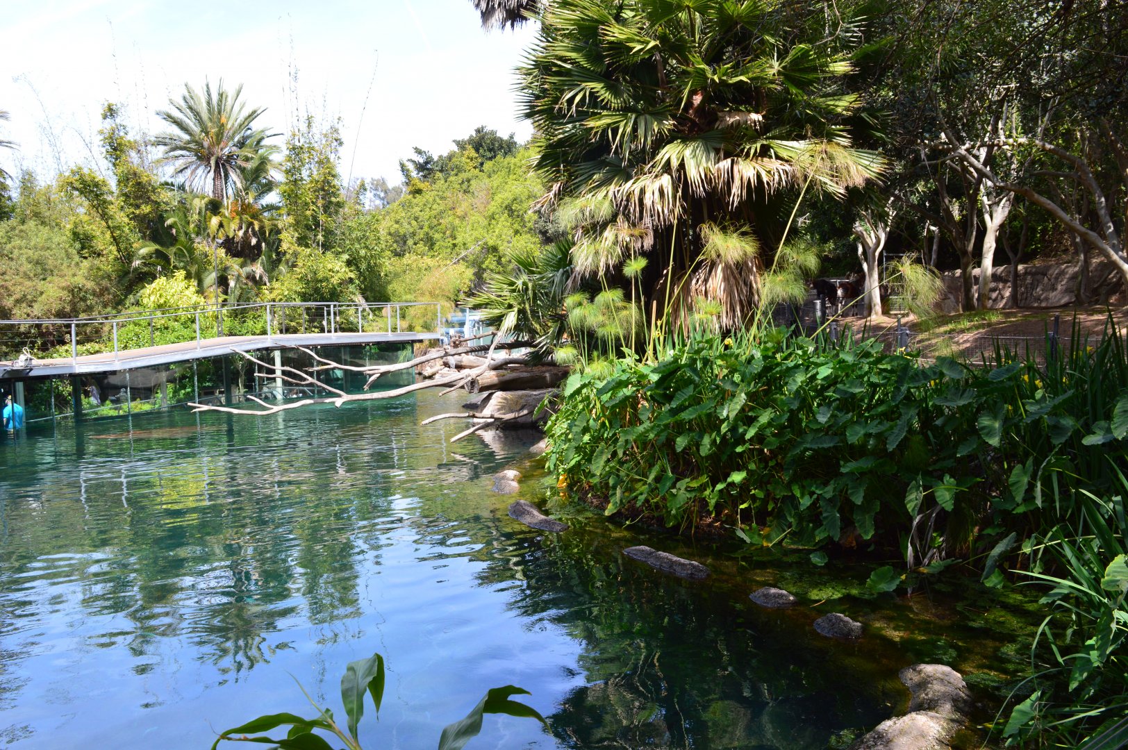 Hippo and Okapi Exhibits