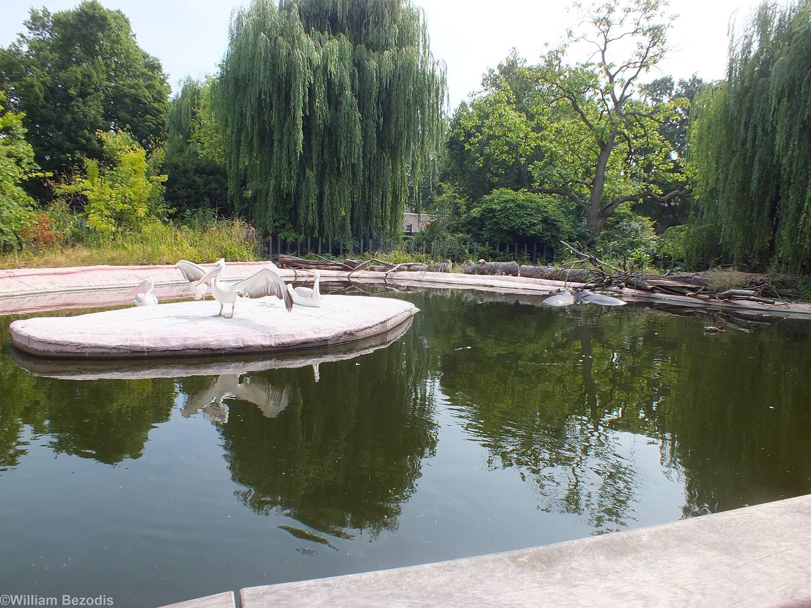 Hippo and Pelican Enclosure