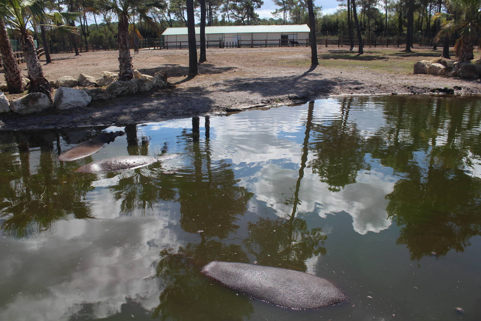 Hippo and sable antelope, July 2016