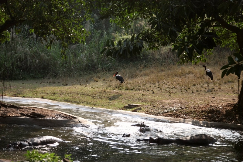 Hippo and saddle-billed stork