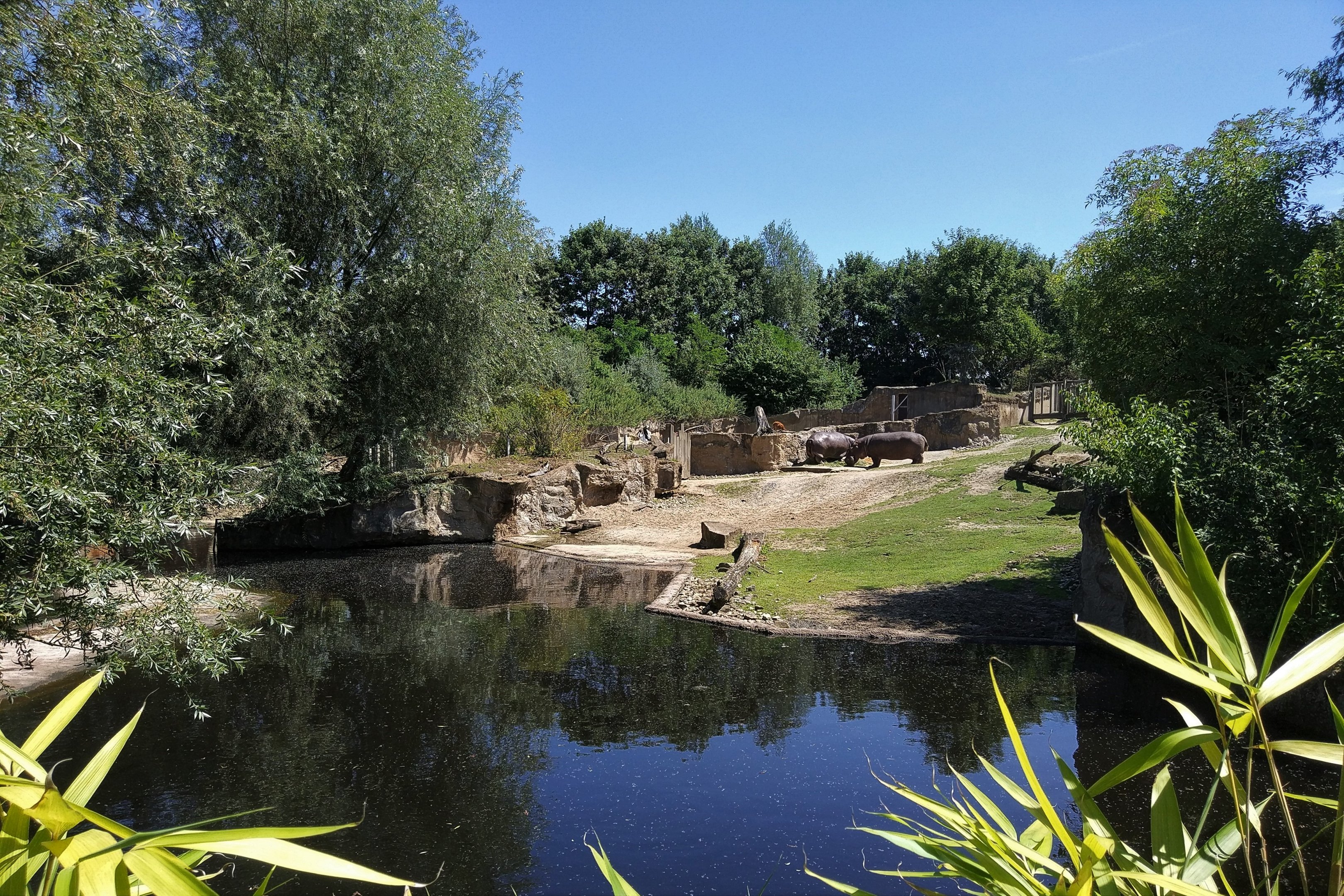 Hippo and Sitatunga Enclosure