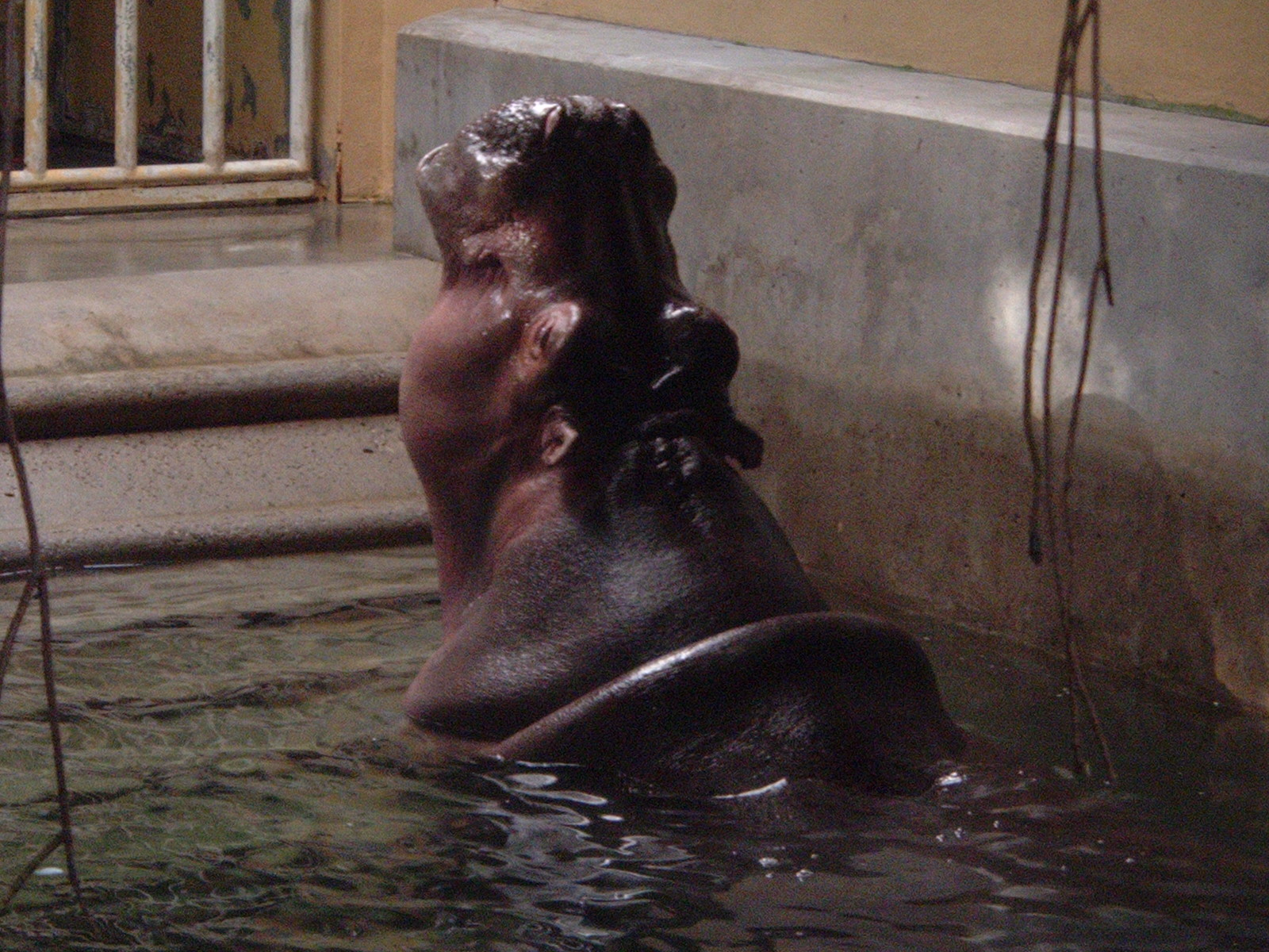 hippo at Artis Zoo, Jan 2006