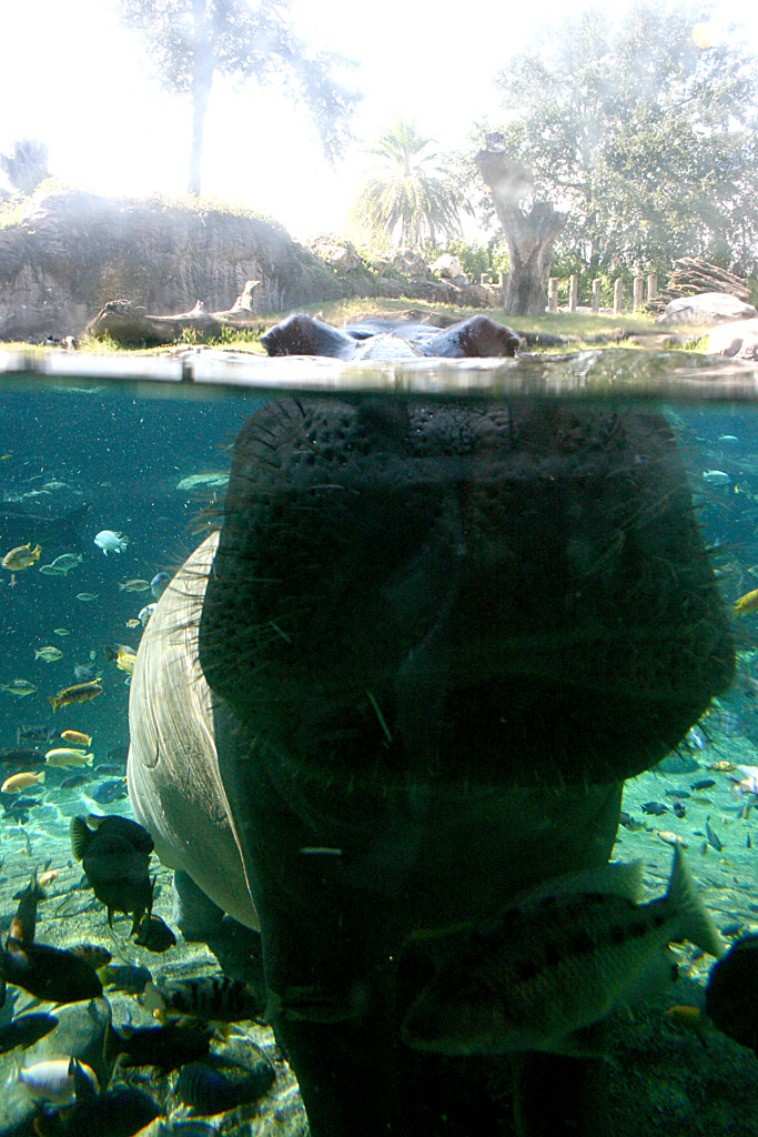 Hippo at Busch Gardens Tampa Bay 28/10/05