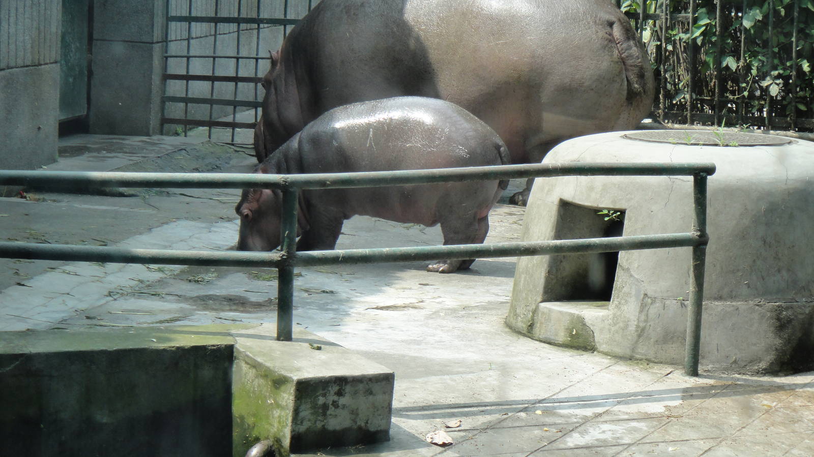 Hippo at Chengdu zoo 2012-5-11