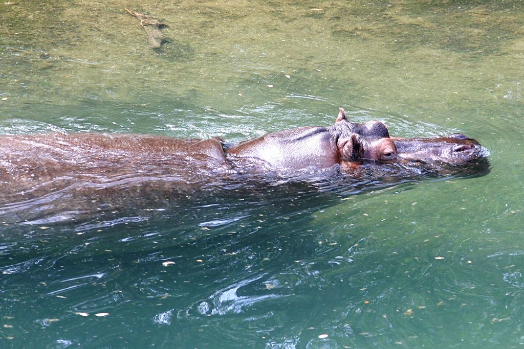 Hippo at Disneys Animal Kingdom 22/03/05