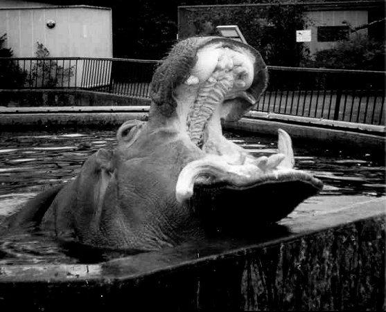 Hippo at Dublin in about March 1998.