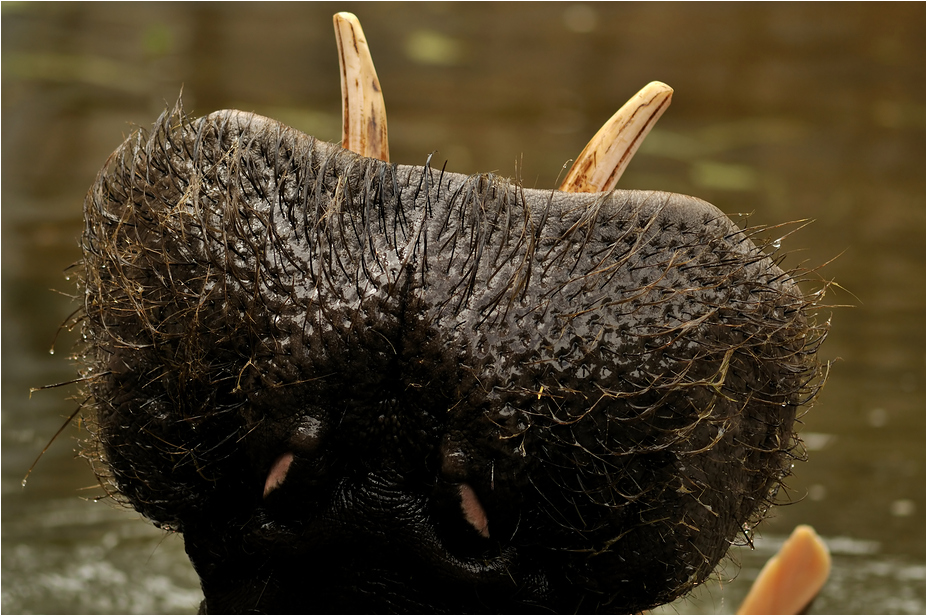 Hippo at Karlsruhe zoo