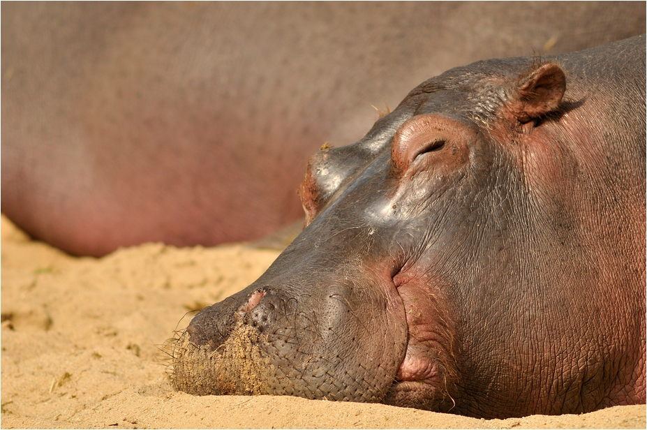 Hippo at Köln Zoo