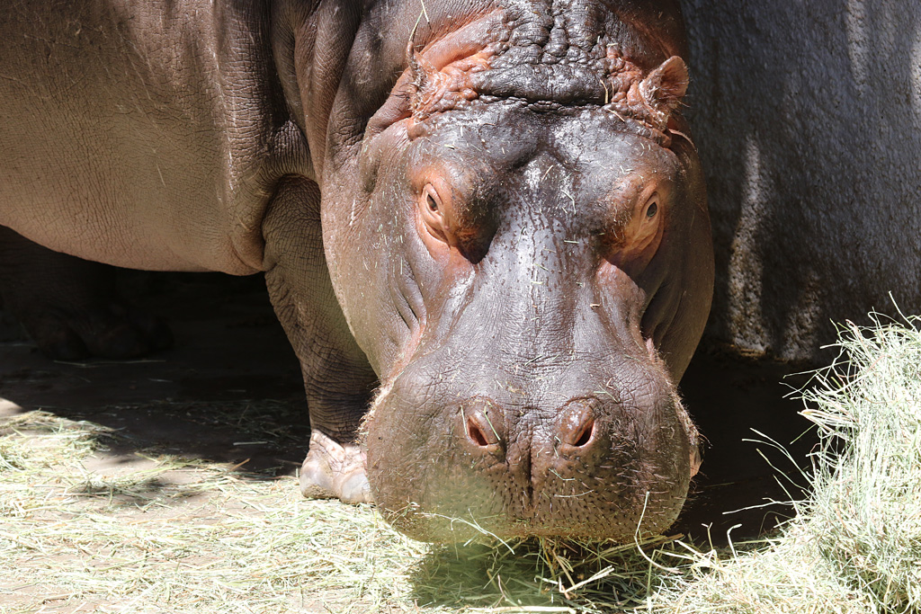 Hippo at LA Zoo 16th April 2016