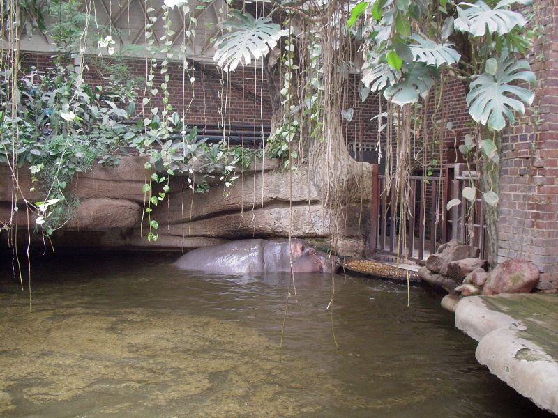 Hippo at Leipzig in 2003