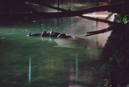 hippo at night, San Diego Zoo