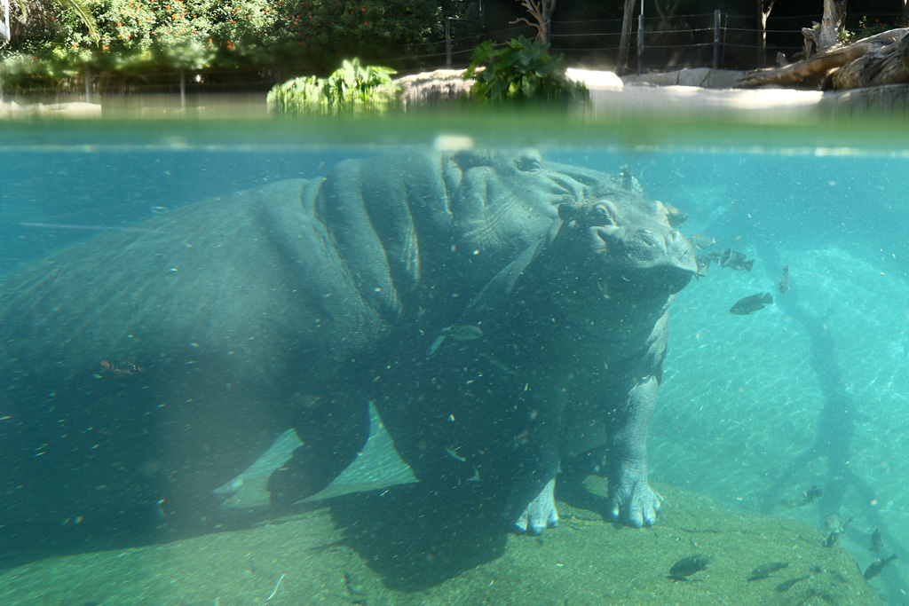 Hippo at San Diego Zoo 23rd April 2016
