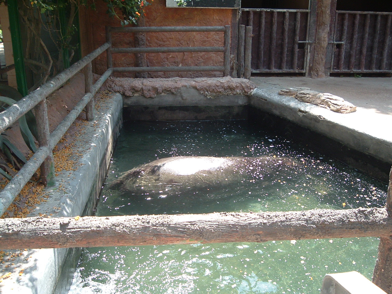 hippo at Valencia Zoo