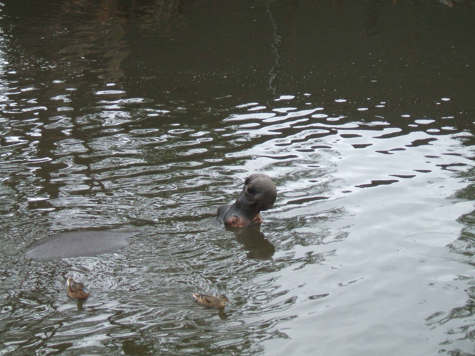 Hippo at West Midlands Safari Park