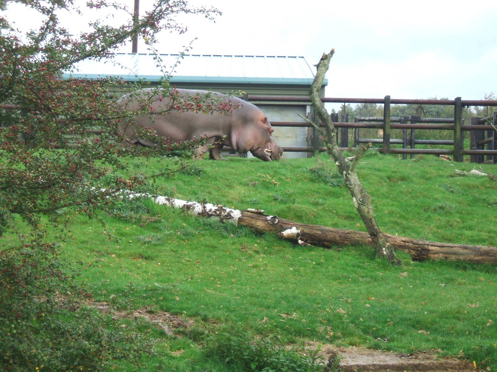 Hippo at Whipsnade