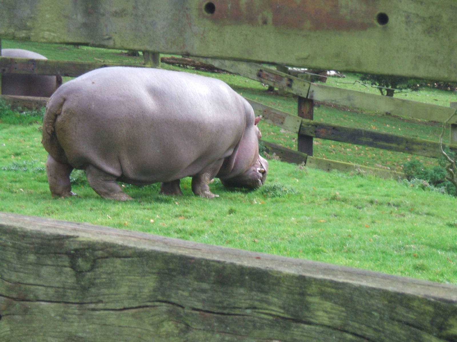 Hippo at Whipsnade