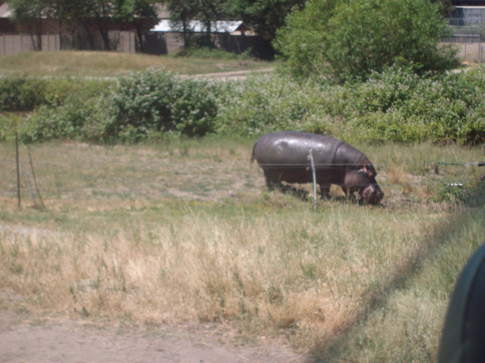 Hippo at Wildlife Safari