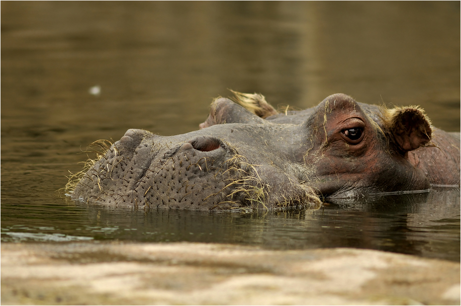 Hippo at ZOOM Gelsenkirchen