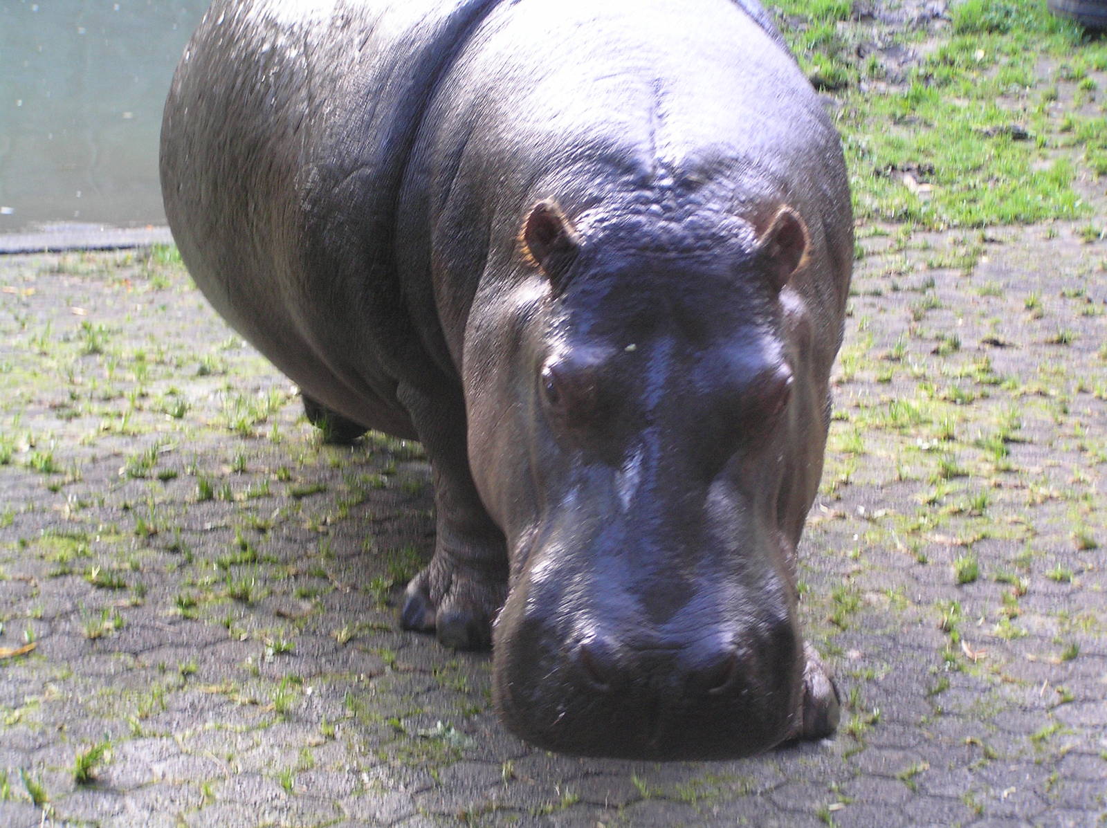 Hippo - Auckland 04