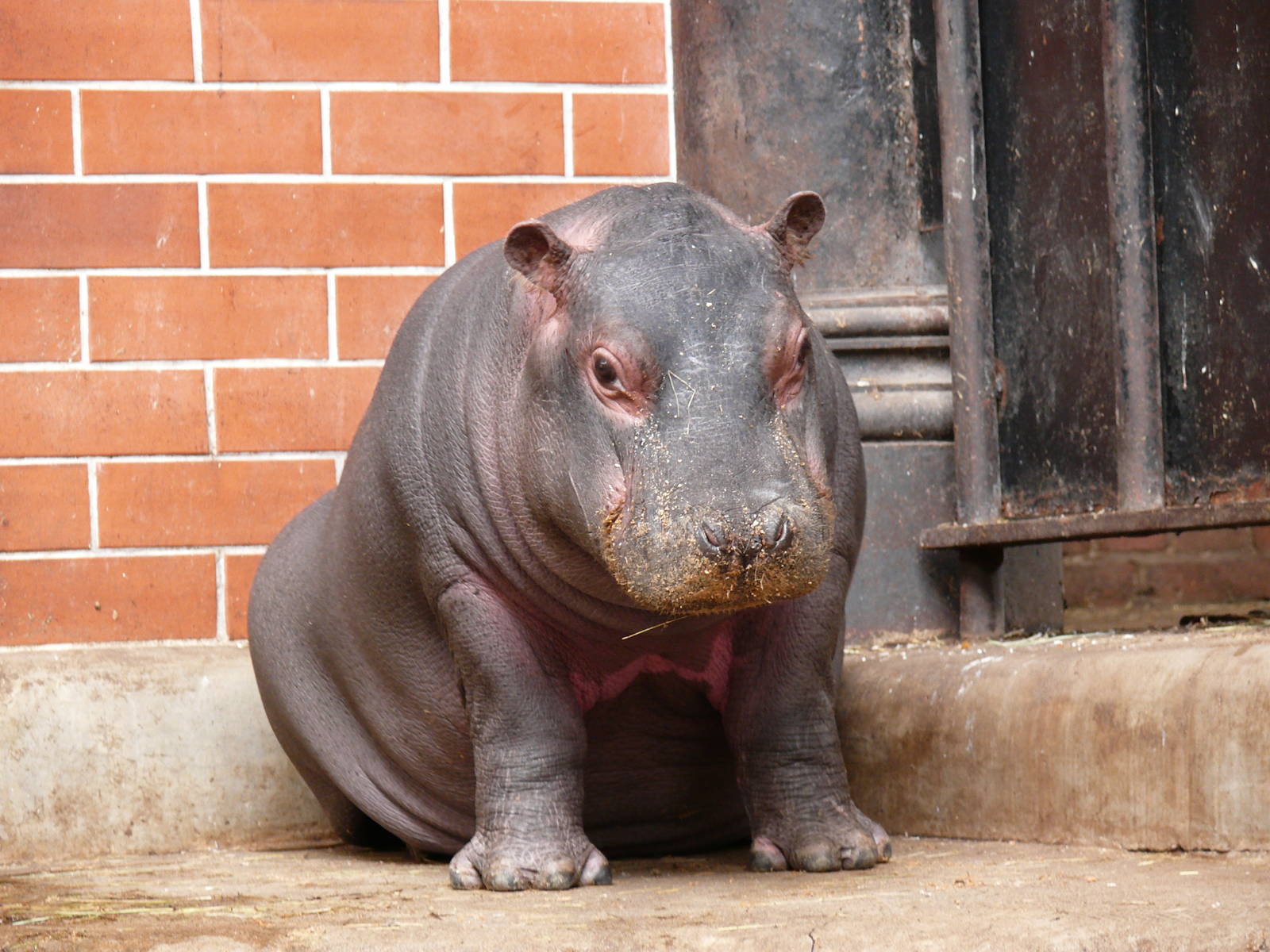 hippo baby