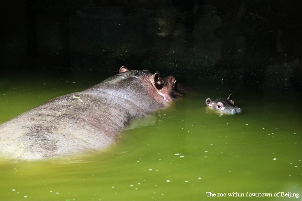 Hippo baby
