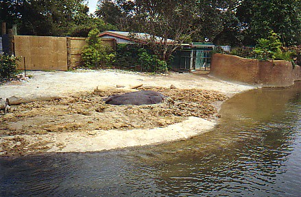 Hippo beach @ Auckland zoo