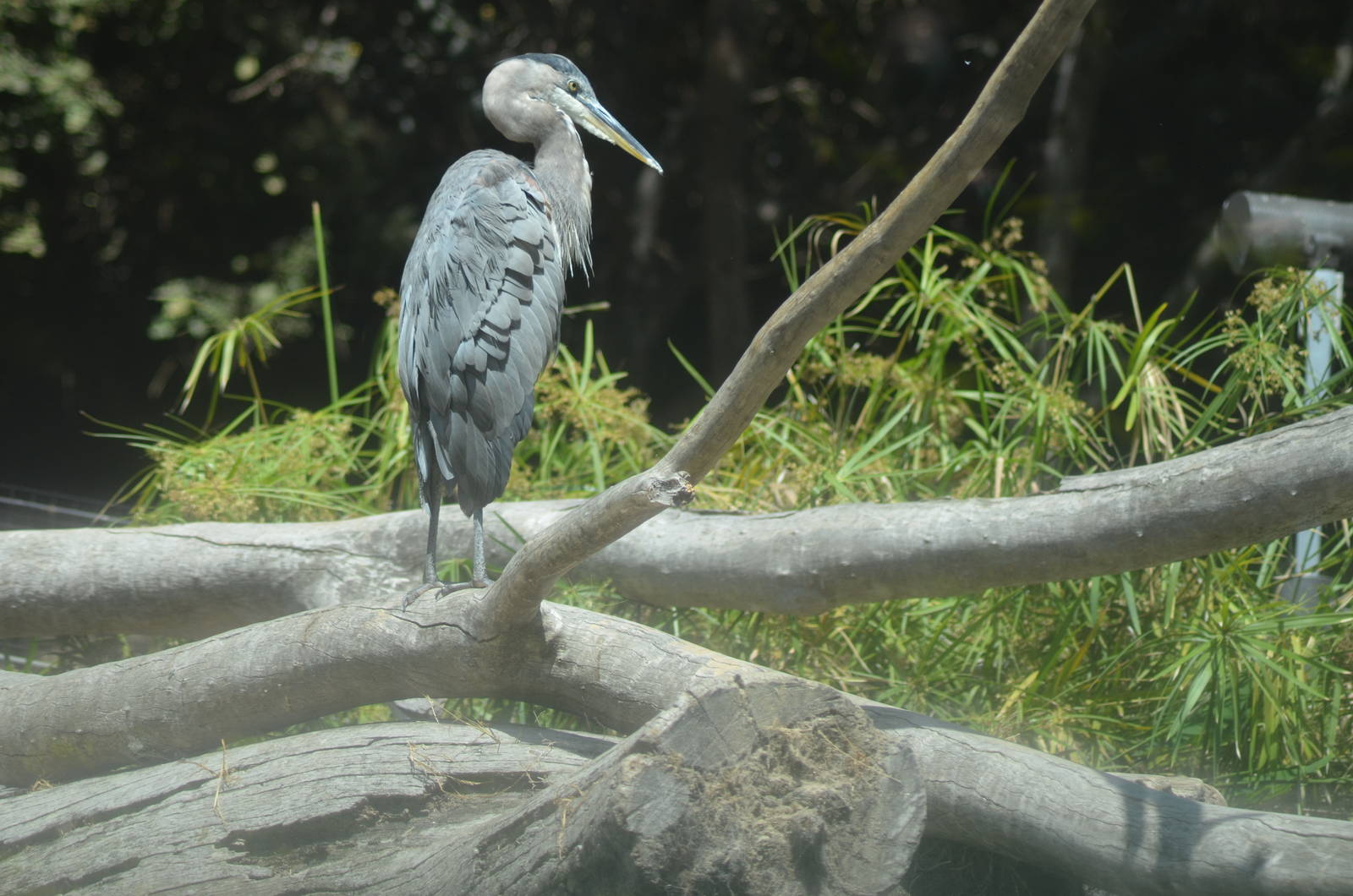 Hippo Beach - August 10, 2012