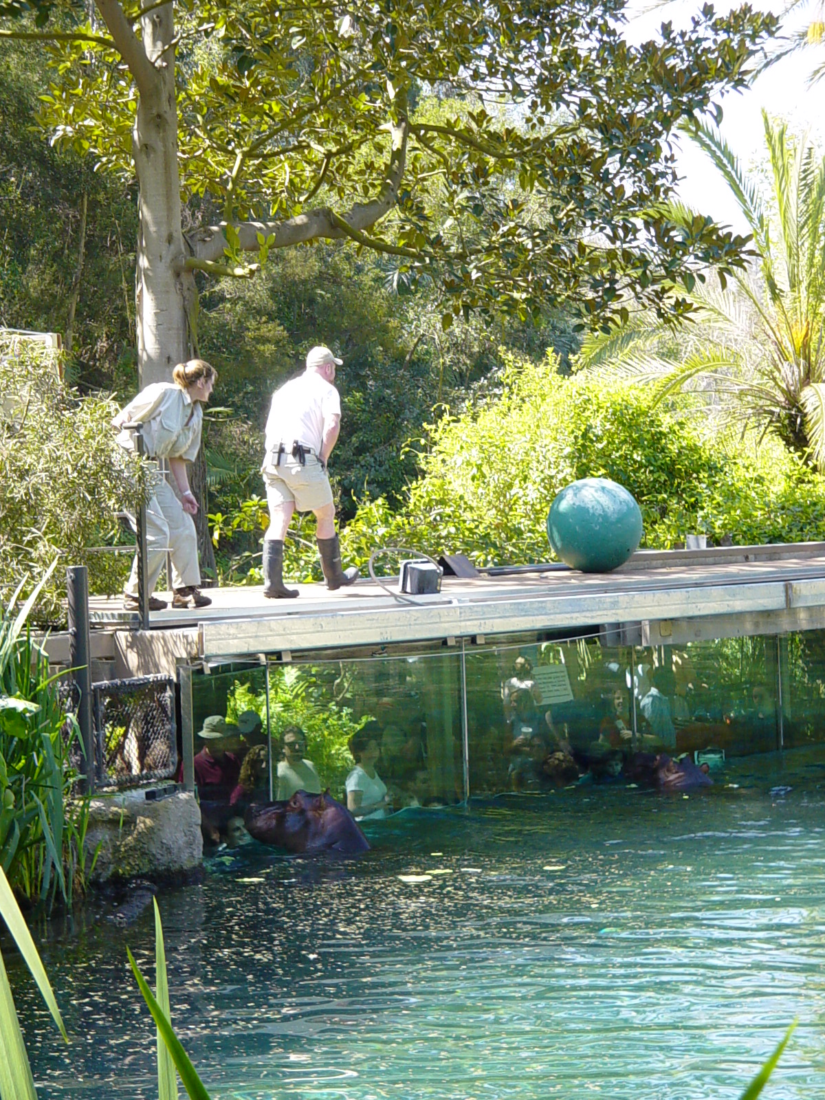 Hippo Beach - Keepers on Catwalk