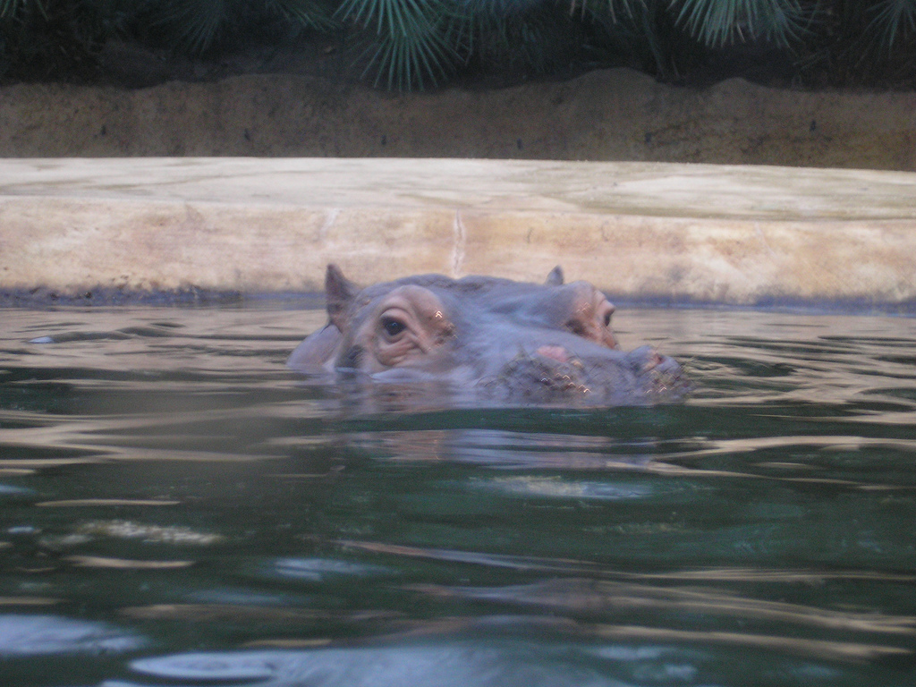 Hippo, Berlin Zoo, Feb 2007
