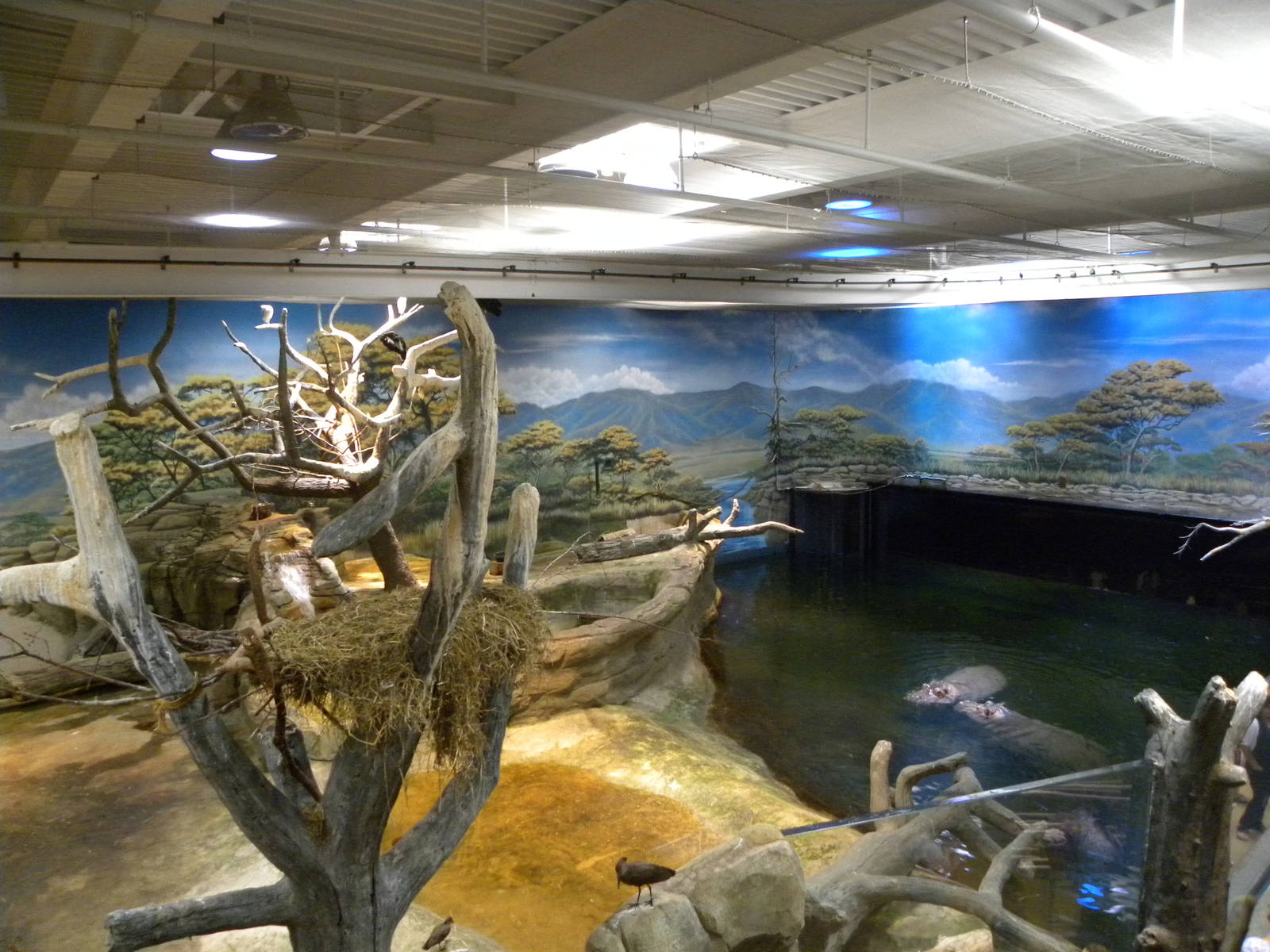 Hippo/bird exhibit
