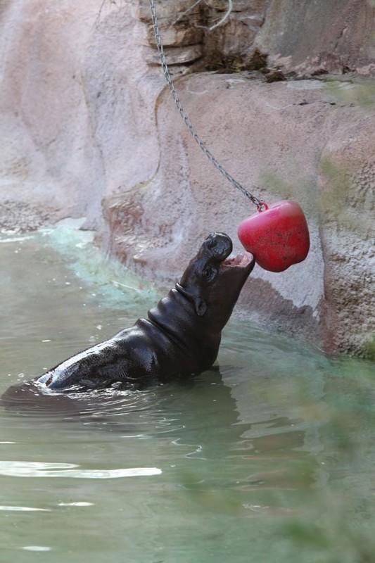 hippo bobbing for apples