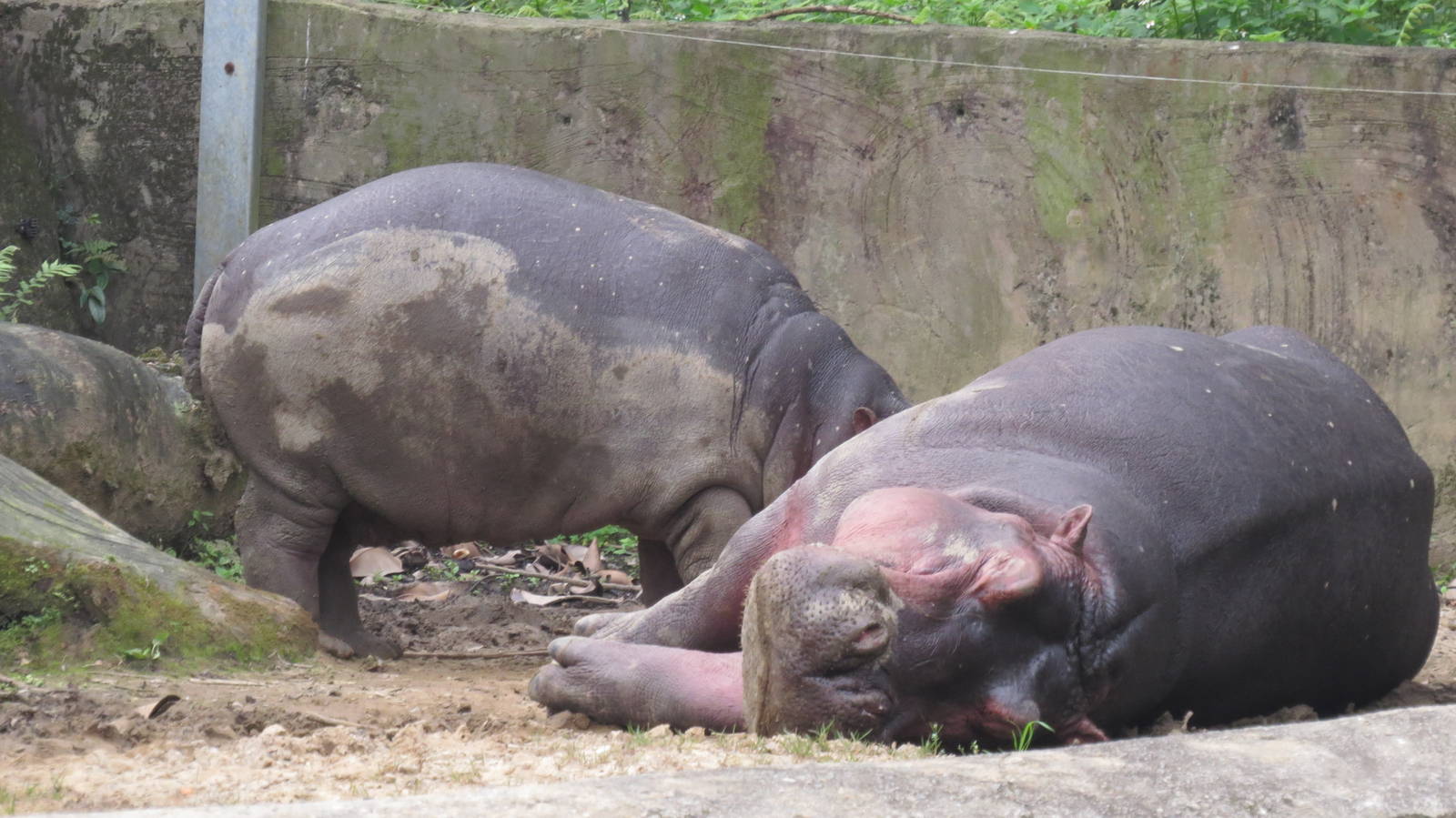 Hippo breastfeeding