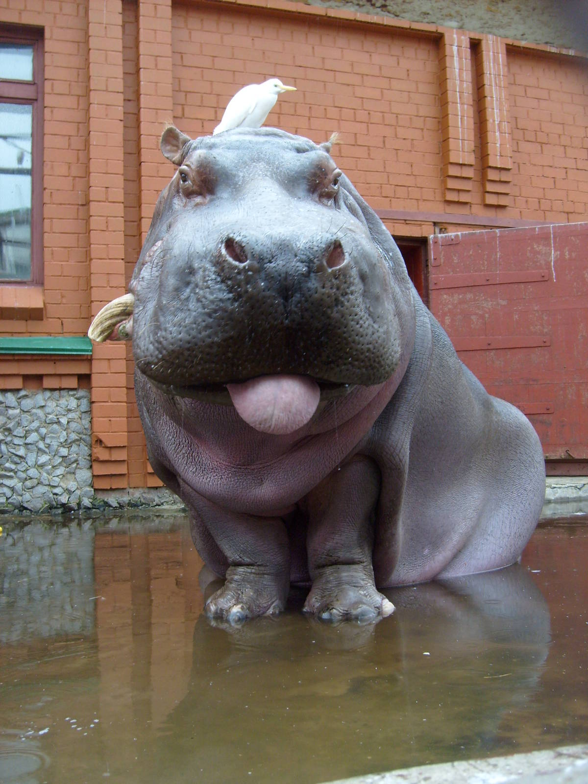 Hippo & Cattle egret