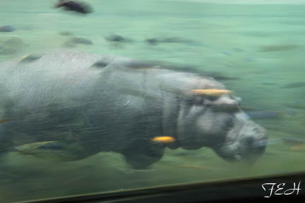 hippo cruising underwater - Feb 2012