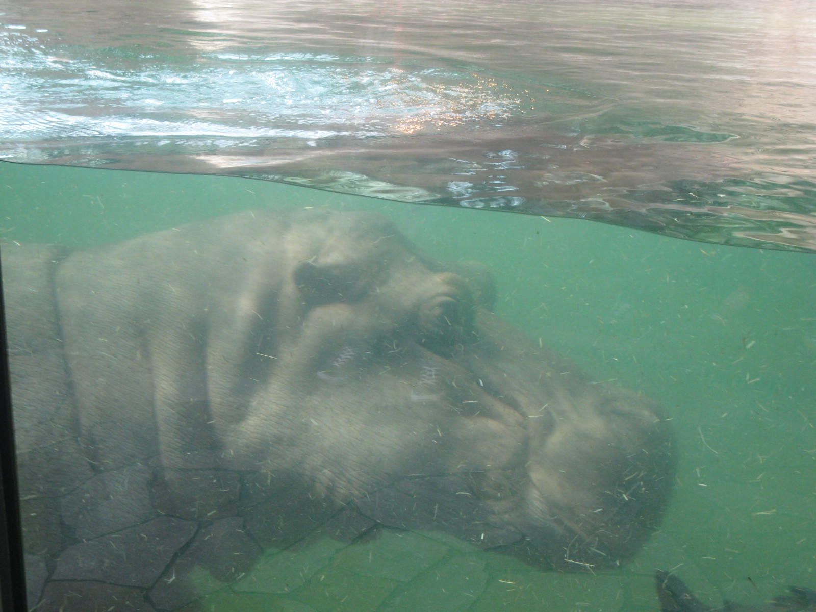 Hippo Diver (2)