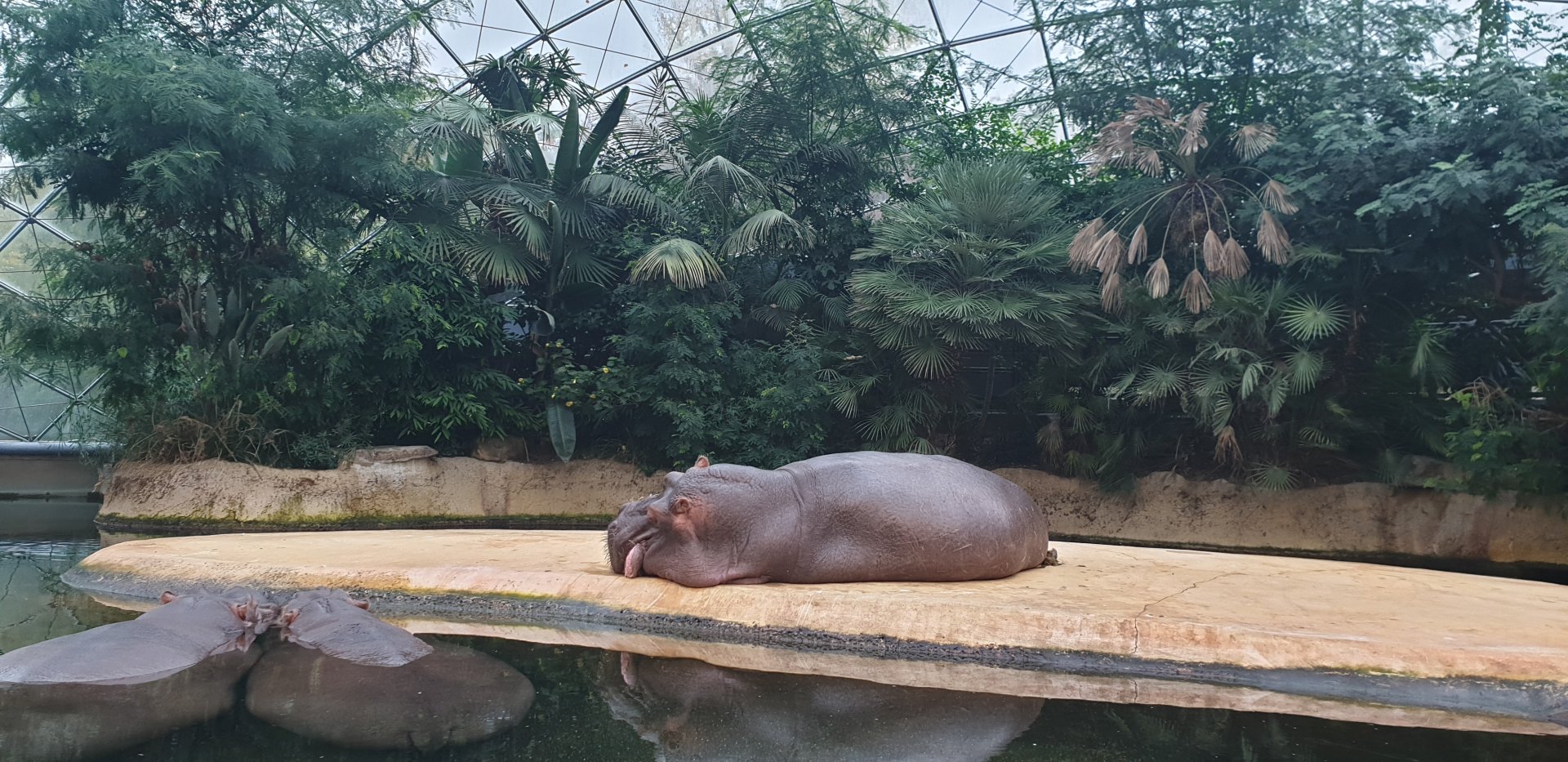 Hippo Dome