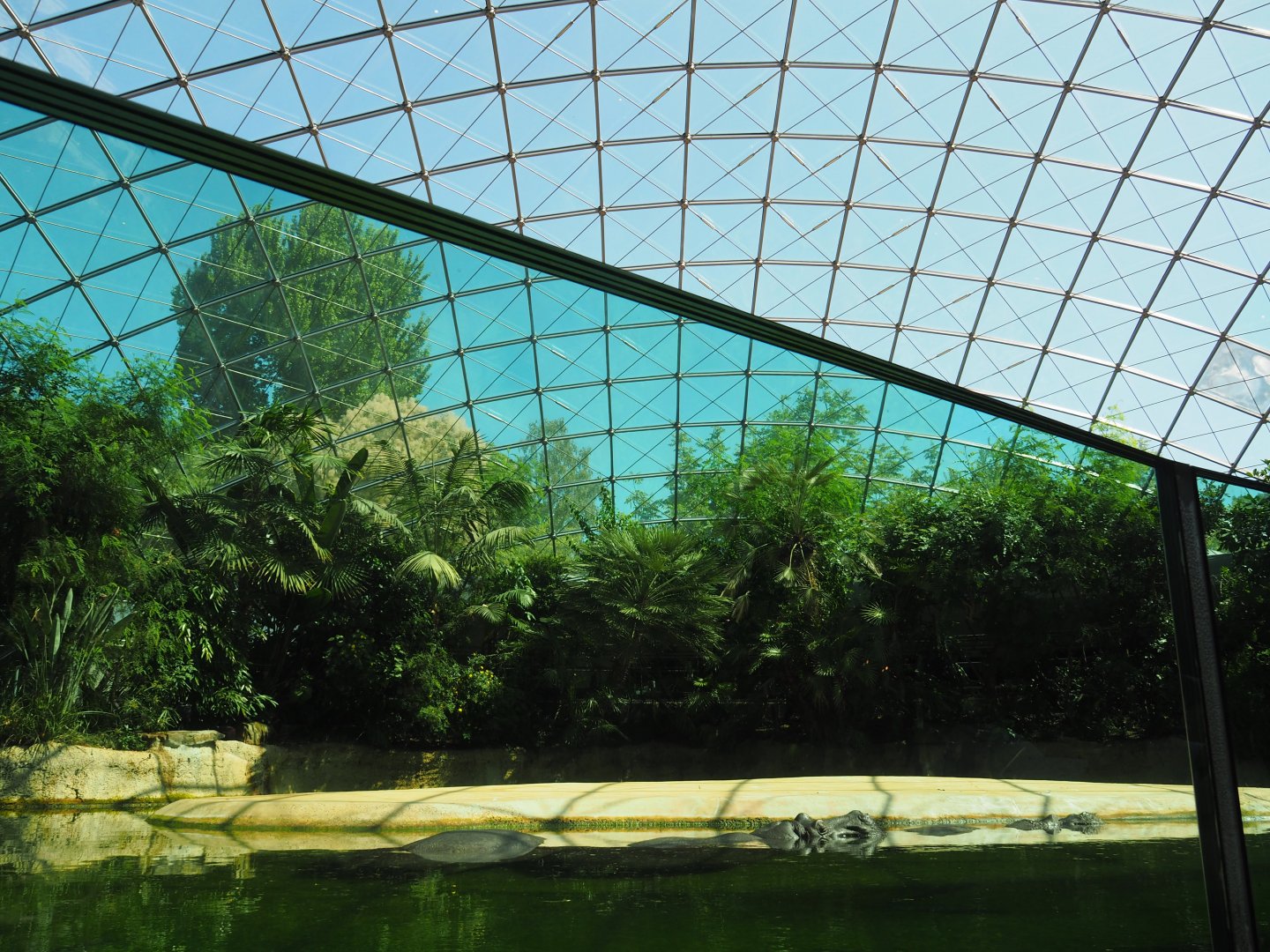 Hippo Dome