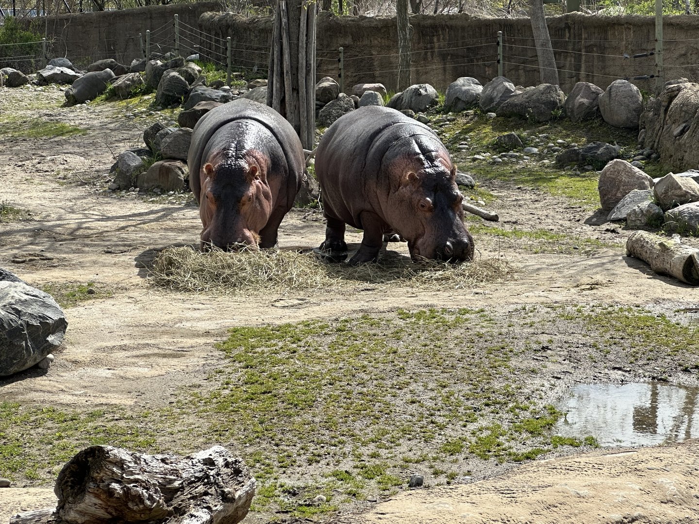 Hippo Duo