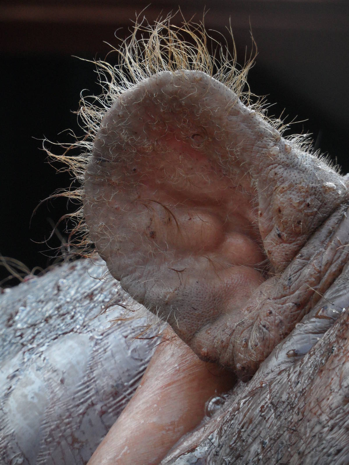 Hippo ear