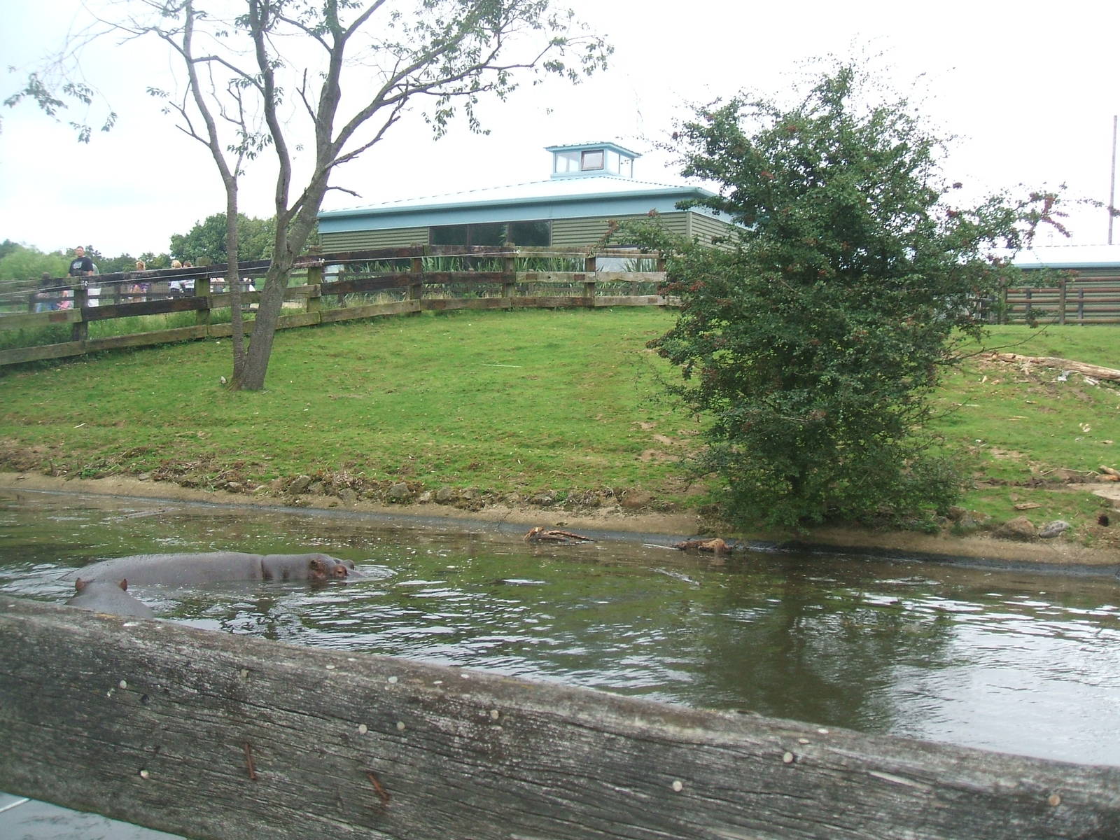 Hippo enclosure 1