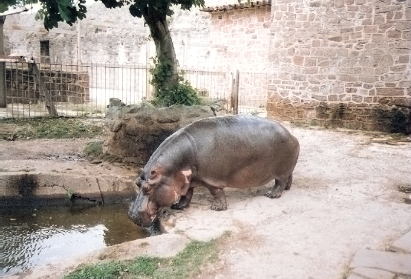 Hippo Enclosure - 1990's