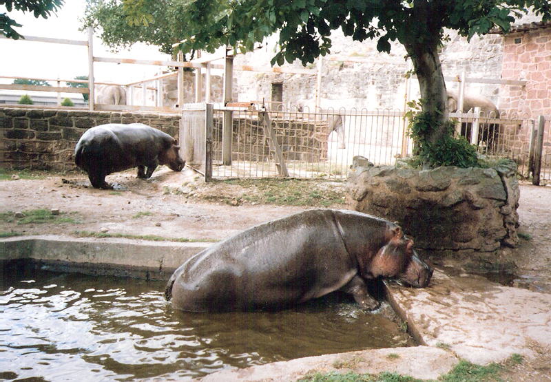 Hippo Enclosure - 1990's