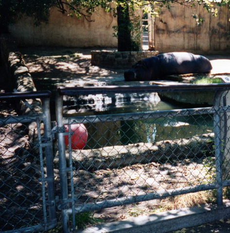 Hippo enclosure 2000