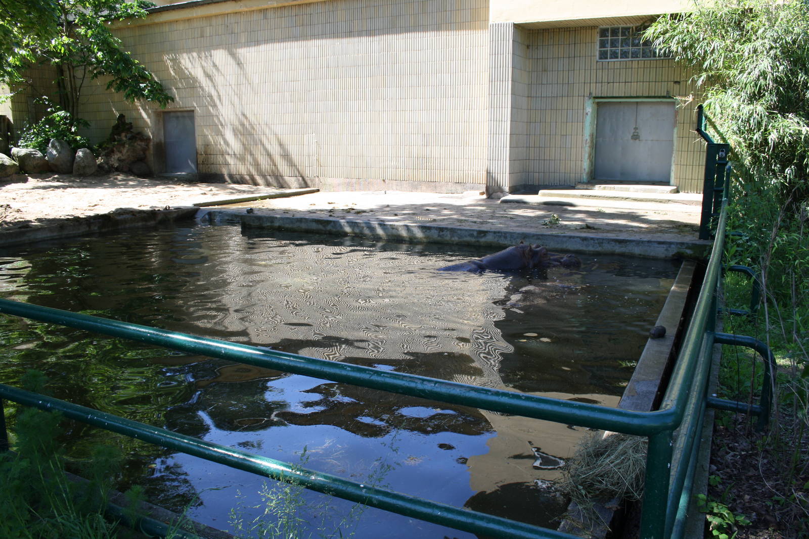Hippo enclosure - 4 June 2010