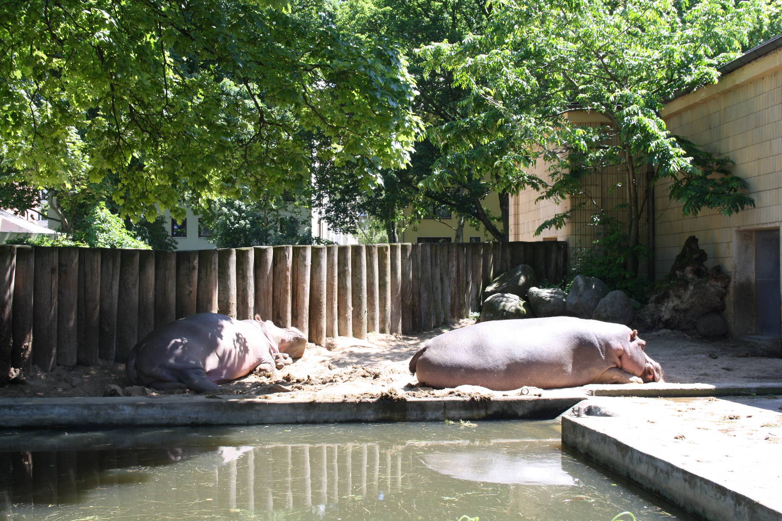 Hippo enclosure - 4 June 2010