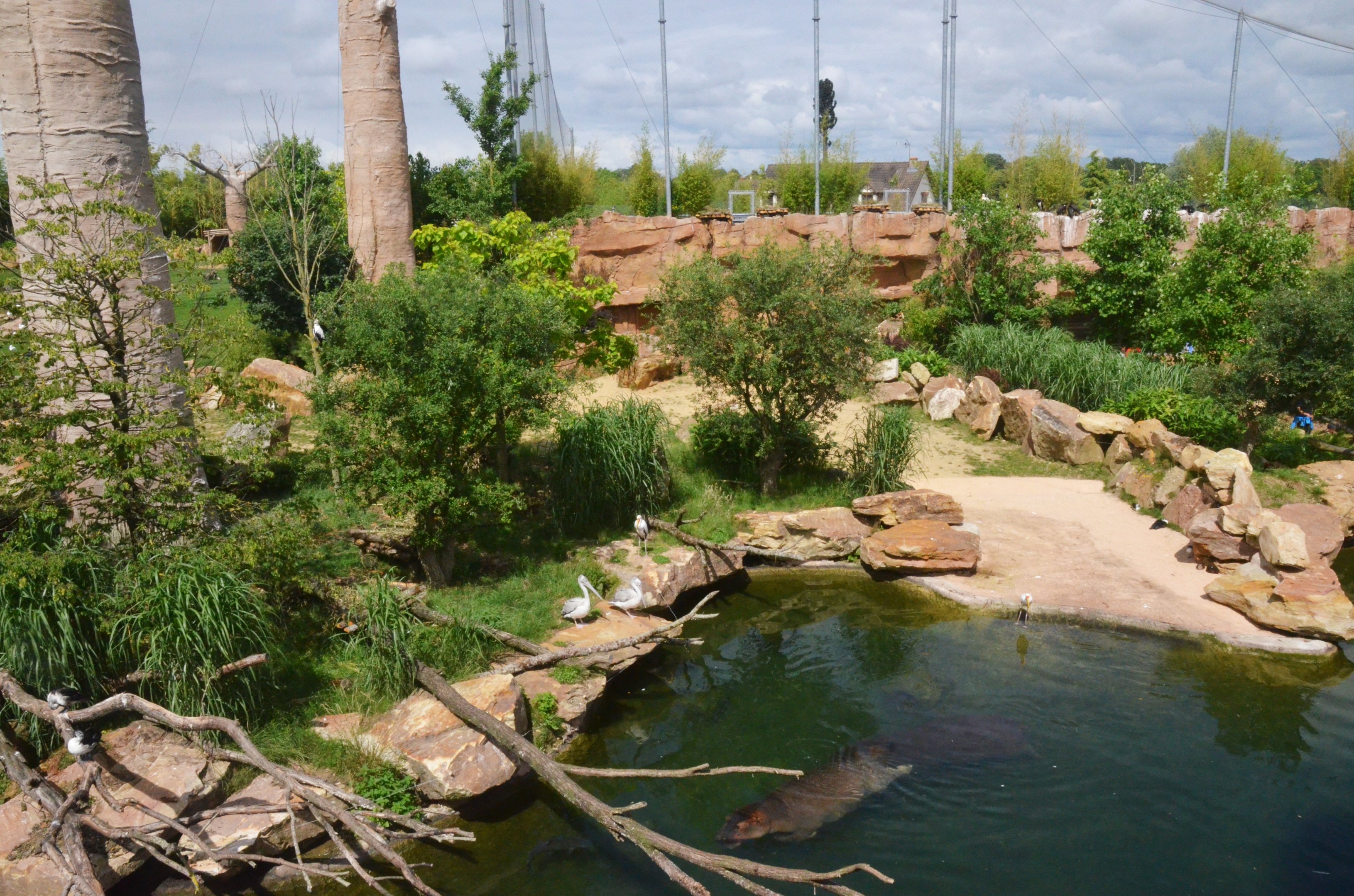 Hippo Enclosure at Beauval, 12/06/18